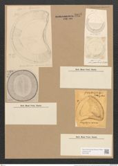 Campylodiscus eximius Greg. (de-Toni-Nr.: Genus 57, Species 2507) Zeichnungen Sammlung Grunow Nr. 5015 (NHMW-BOT-W0373267)